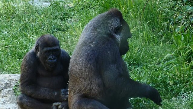 dos gorilas de costa adultos comiendo hierba.