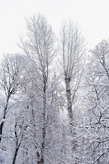 Trees covered with snow in winter forest. Winter landscape after snowfall