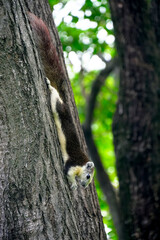 Squirrel moving down the tree.