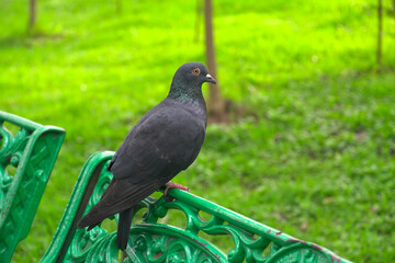 Pigeon bird standing on chair in the public park.