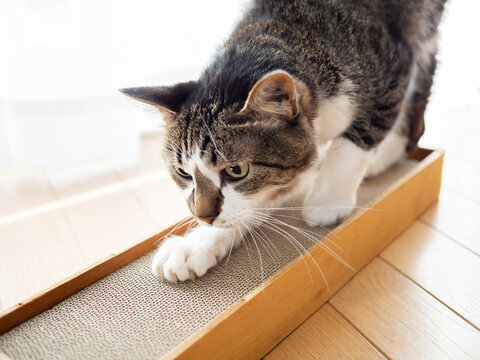 猫 Images – Browse 194,397 Stock Photos, Vectors, and Video