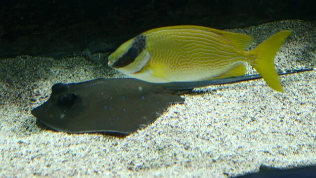 Un pez blanco ataca a una manta raya que est&aacute; descansando en el fondo de un acuario.