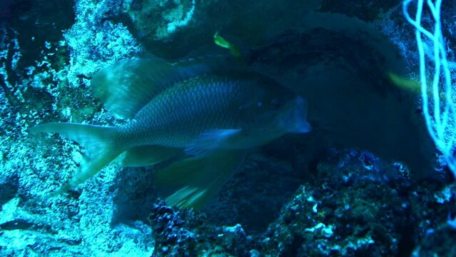 Un pez azul y amarillo bostezando en el fondo de un acuario.