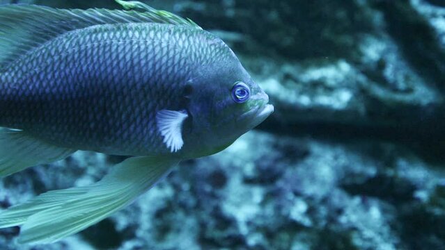 Detalle de un pez azul en el fondo de un acuario.