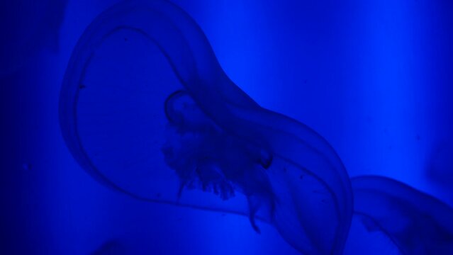 Detalle de unas medusas luna en el fondo de un acuario.