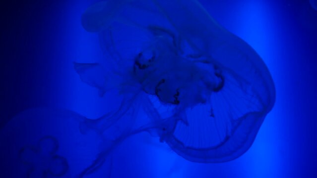 Un grupo de medusas luna en el fondo de un acuario.