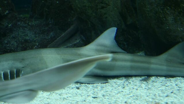 Tiburones buceando en el fondo de un acuario.