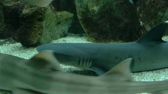 Tiburones buceando en el fondo de un acuario.