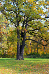 Fototapeta premium oak tree in park