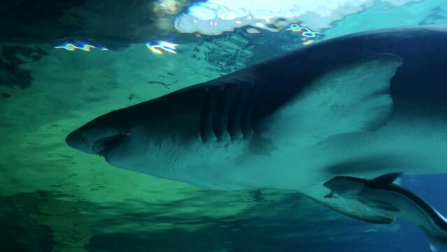 Un tibur&oacute;n gris buceando en el fondo de un gran acuario.
