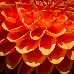 orange closed up flower