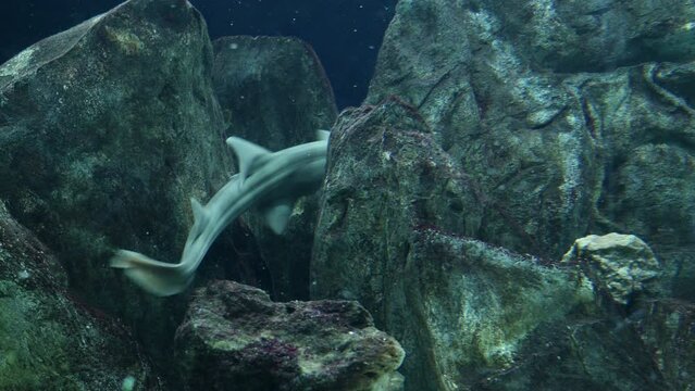 Tiburones buceando entre las rocas del fondo de un acuario.