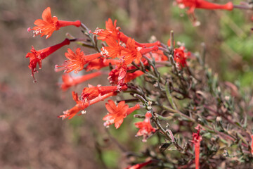 California fuchsia (epilobium canum) flowers in bloom