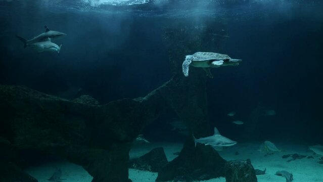 Una tortuga gigante buceando entre otras especies en un gran acuario.