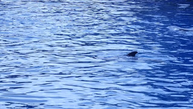 Un grupo de delfines sacando la cabeza para respirar.