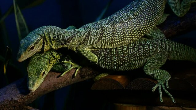 Detalle de dos iguanas una encima de la otra.