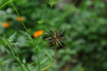 Close up of a dry orange Cosmos seed cluster ready to spread