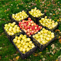Autumn harvest of juicy ripe red and yellow apples in boxes on the grass.