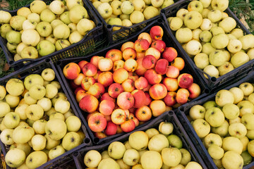 Autumn harvest of juicy ripe red and yellow apples in boxes on the grass.