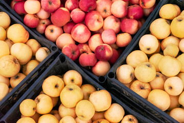 Autumn harvest of juicy ripe red and yellow apples in boxes on the grass.