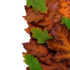 Composition of bright multi-colored dry oak leaves on a white background.