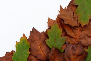 Composition of bright multi-colored dry oak leaves on a white background.