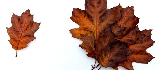 Composition of bright multi-colored dry oak leaves on a white background.