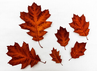 Composition of bright multi-colored dry oak leaves on a white background.
