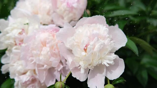 A bouquet of pink peonies in close-up in splashes of water on the background of a green garden. Watering beautiful flowers in the sun.