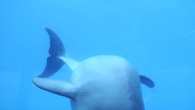 Detalle de un delf&iacute;n jugando bajo el agua en un acuario.