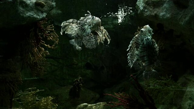 Dos peces le&oacute;n en el fondo de un acuario.