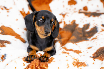 dachshund puppy is lying on a spotted brown and white plaid, big ears hanging down. Selective focus. Poster