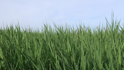 Obraz premium Plantación de cañas
