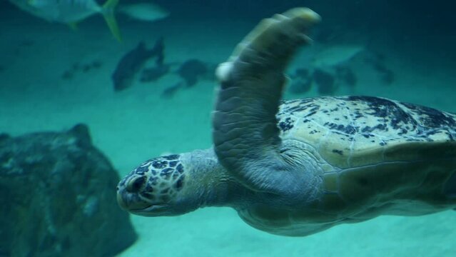Detalle de una tortuga gigante nadando en un acuario. 
