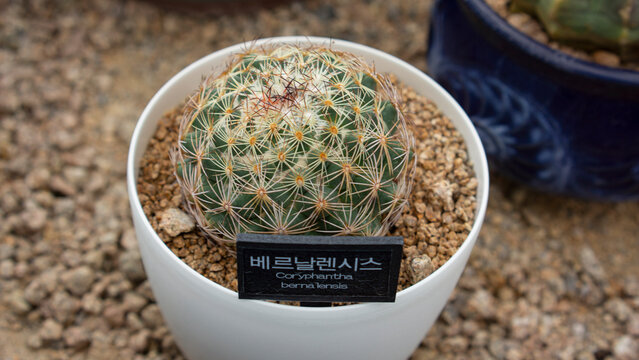 하얀 화분에 심어진 coryphantha bernalensis
