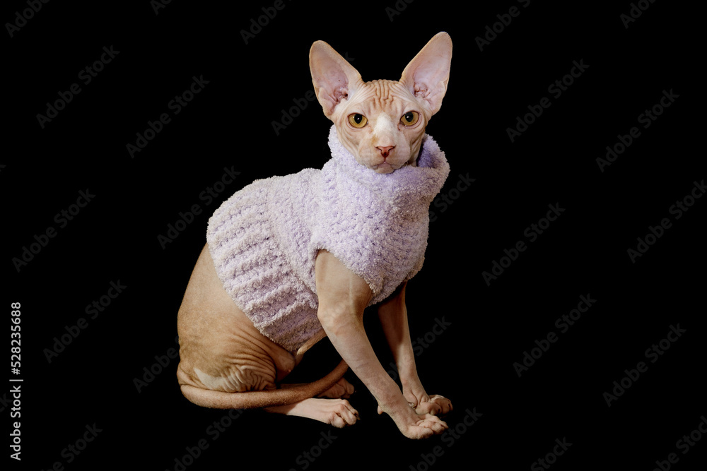 Canvas Prints cat breed canadian sphynx in purple sweater isolated on black