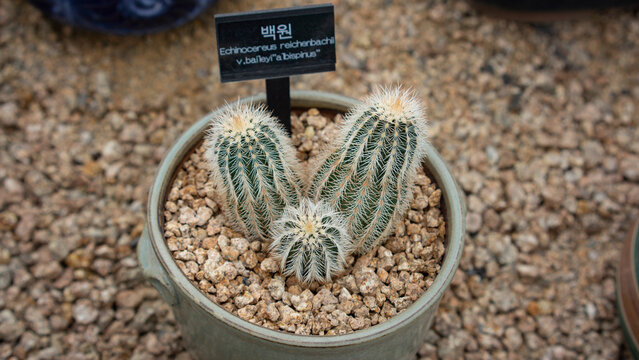 echinocereus reichenbachii var. baileyi albispinus planted in pottery
