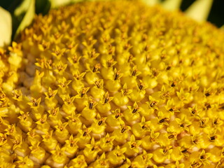 sunflower ripe flowers