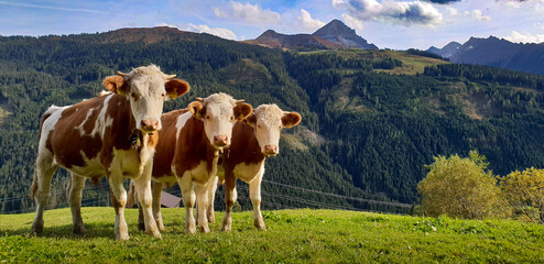 Fototapeta na wymiar alpine cows