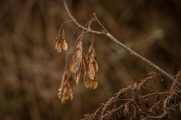 Dried winter foliage