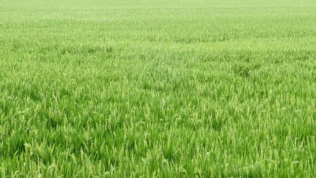  campo de cultivo de arroz en la Albufera de Valencia, Espa&ntilde;a.