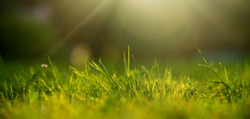 Green grass in the rays of sunlight on a rectangular banner. Summer green background for text.
