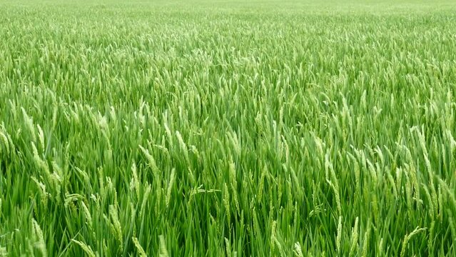 Detalle de un campo de cultivo de arroz en la Albufera de Valencia, Espa&ntilde;a.