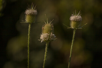 Obraz premium Wildflowers blooming in the meadow