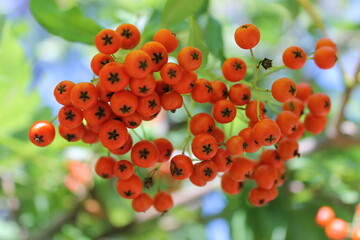Vogelbeeren im Herbst