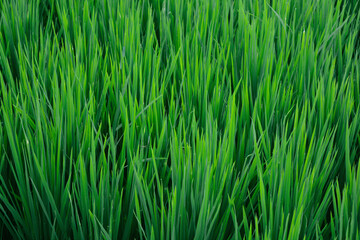 green grass background