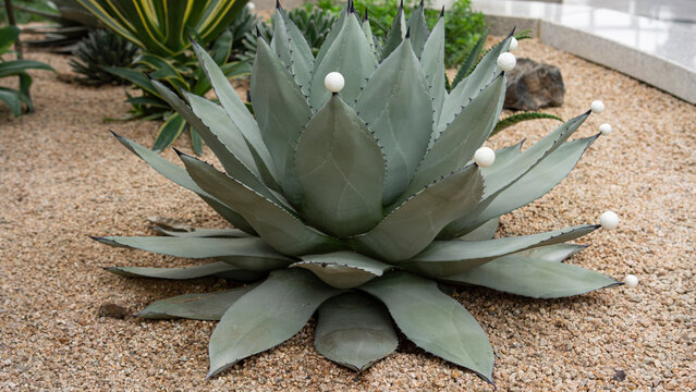 Huachuca agave that looks like it is studded with snowflakes
