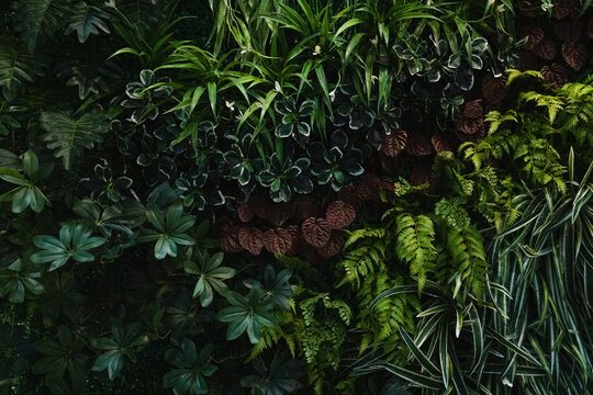 Full frame of nature green background, tropical leaf banner or floral jungle pattern concept.	