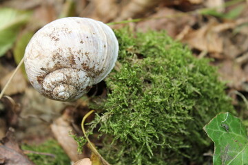 Schnecke auf Moos