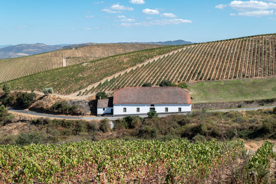 Montanha coberta com vinhas agr&iacute;colas e um armaz&eacute;m a meio e junto &agrave; estrada
